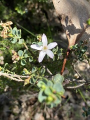 Philotheca verrucosa