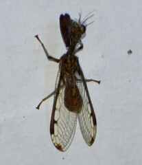 Dicromantispa interrupta