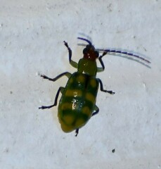 Diabrotica balteata