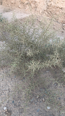Koeberlinia spinosa