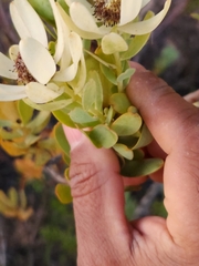 Leucadendron foedum
