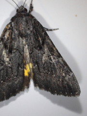 Catocala antinympha