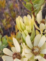 Leucadendron foedum