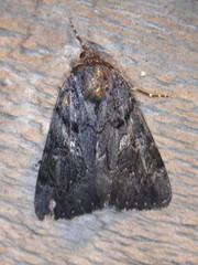 Catocala antinympha