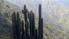 Trichocereus chiloensis