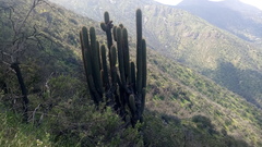 Trichocereus chiloensis