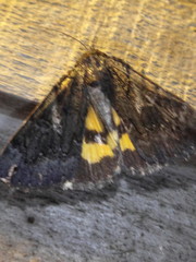 Catocala antinympha