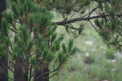 Peucedramus taeniatus