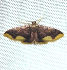 Lophosis labeculata