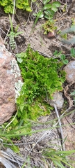 Selaginella lepidophylla