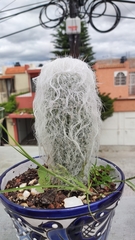 Cephalocereus senilis