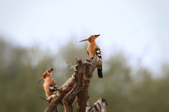 Upupa epops africana