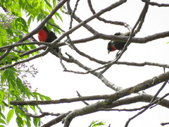 Leistes superciliaris