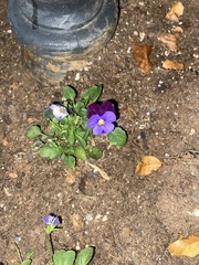 Viola