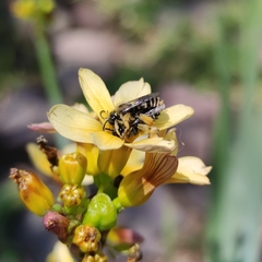 Chalepogenus herbsti