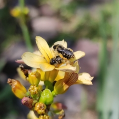 Chalepogenus herbsti