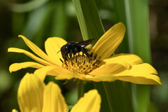 Megachile xylocopoides