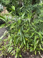 Dracaena sanderiana