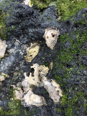 Collemopsidium ostrearum