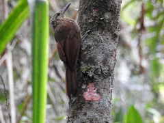 Xiphocolaptes promeropirhynchus