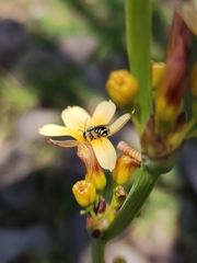 Chalepogenus herbsti