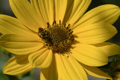 Halictus