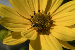 Halictus