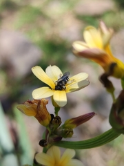 Chalepogenus herbsti