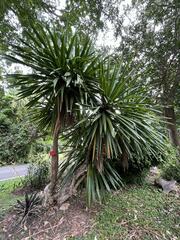 Dracaena cochinchinensis