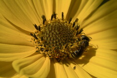 Halictus