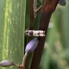 Spilonota constrictana