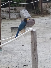 Cyanocorax yucatanicus