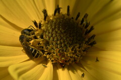 Halictus