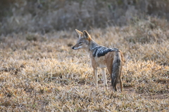 Lupulella mesomelas mesomelas
