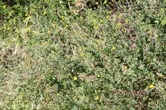 Heterotheca subaxillaris