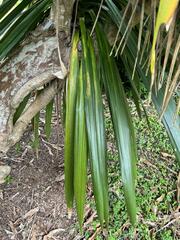 Dracaena cochinchinensis