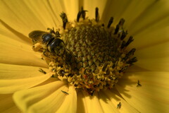 Halictus