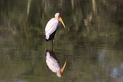 Mycteria ibis
