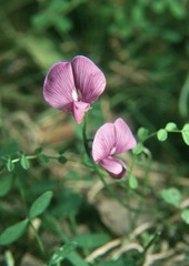Swainsona brachycarpa