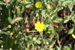 Heterotheca subaxillaris