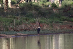 Ephippiorhynchus senegalensis