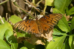 Dione vanillae