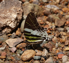 Graphium androcles