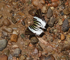 Graphium androcles