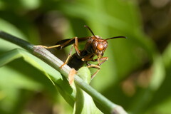 Polistes metricus