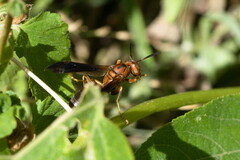 Polistes metricus