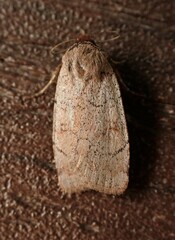 Protolampra rufipectus