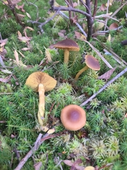 Cortinarius croceus