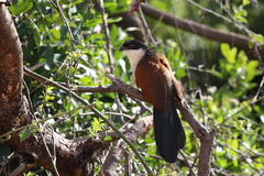 Centropus superciliosus burchellii