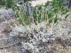 Artemisia arbuscula